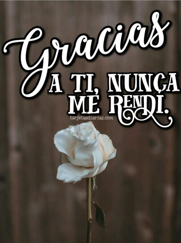 gracias a ti no me rendí