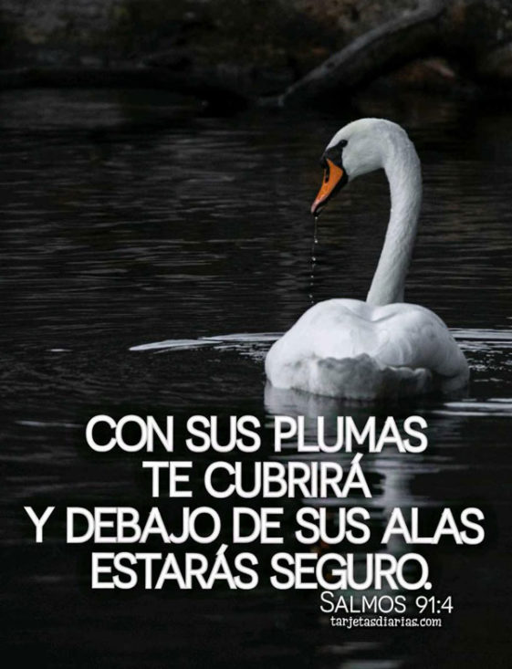 CON SUS PLUMAS TE CUBRIRÁ Y DEBAJO DE SUS ALAS ESTARÁS SEGURO Salmos 91 ...