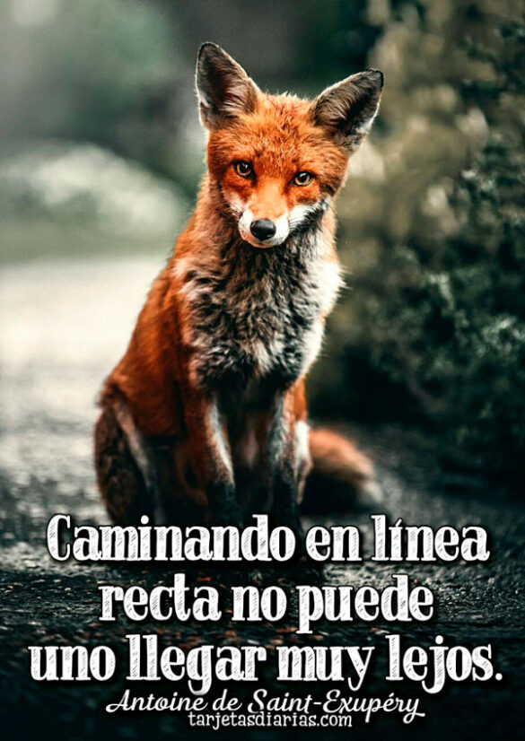 CAMINANDO EN LÍNEA RECTA NO PUEDE UNO LLEGAR MUY LEJOS