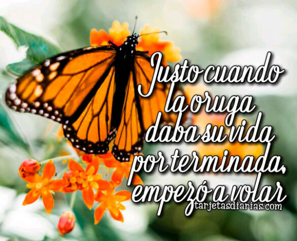 JUSTO CUANDO LA ORUGA DABA SU VIDA POR TERMINADA, EMPEZÓ A VOLAR