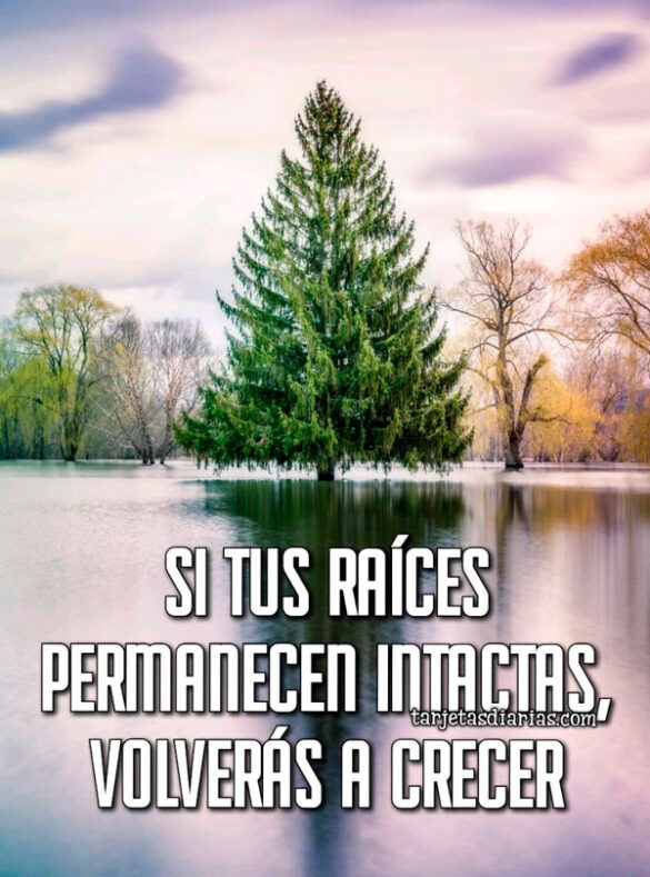 SI TUS RAÍCES PERMANECEN INTACTAS, VOLVERÁS A CRECER