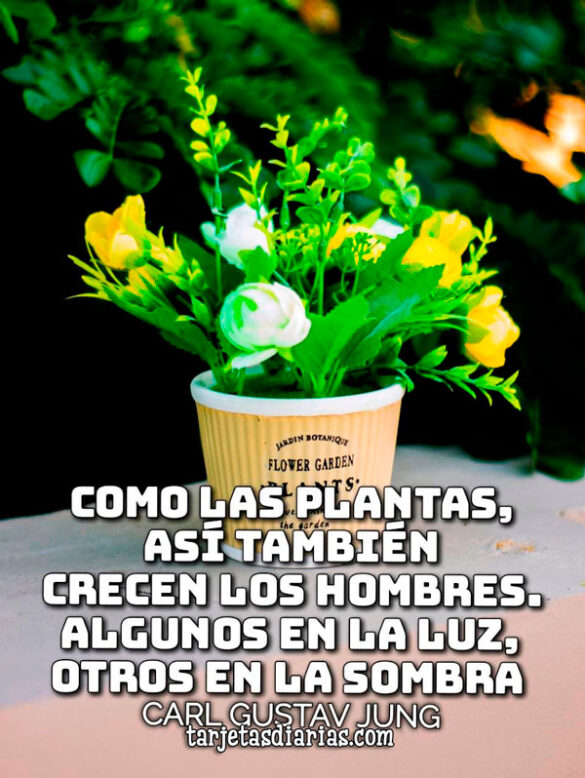 COMO LAS PLANTAS, ASÍ TAMBIÉN CRECEN LOS HOMBRES. ALGUNOS EN LA LUZ, OTROS EN LA SOMBRA