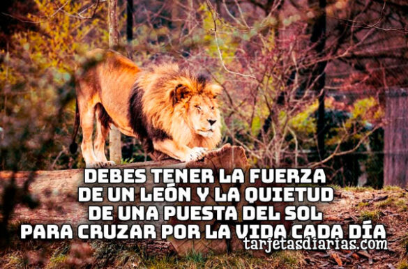 DEBES TENER LA FUERZA DE UN LEÓN Y LA QUIETUD DE UNA PUESTA DEL SOL PARA CRUZAR POR LA VIDA