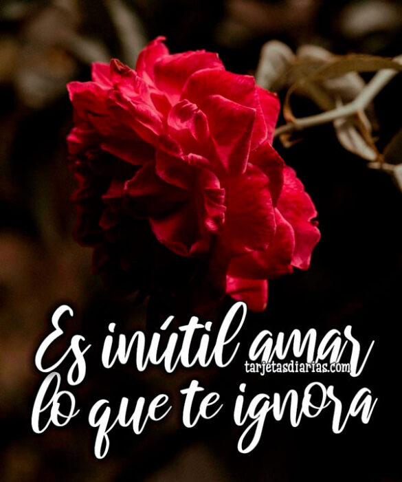 ES INÚTIL AMAR LO QUE TE IGNORA