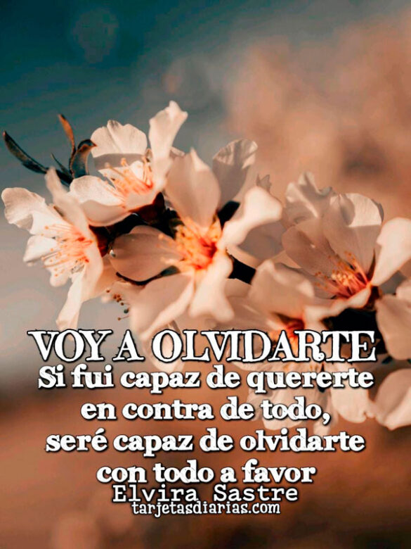 VOY A OLVIDARTE. SI FUI CAPAZ DE QUERERTE EN CONTRA DE TODO, SERÉ CAPAZ DE OLVIDARTE CON TODO A FAVOR