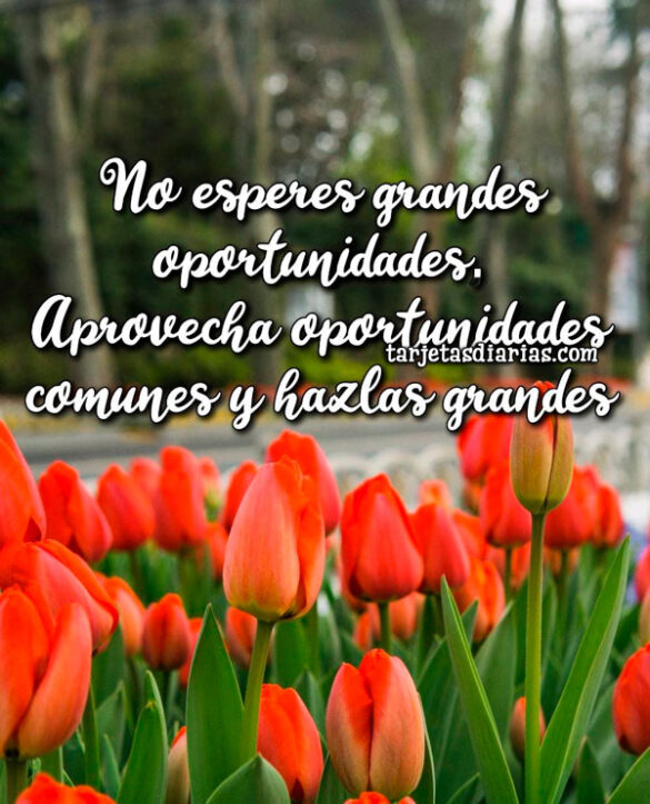 NO ESPERES GRANDES OPORTUNIDADES. APROVECHA OPORTUNIDADES COMUNES Y HAZLAS GRANDES
