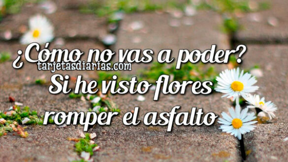 ¿CÓMO NO VAS A PODER? SI HE VISTO FLORES ROMPER EL ASFALTO