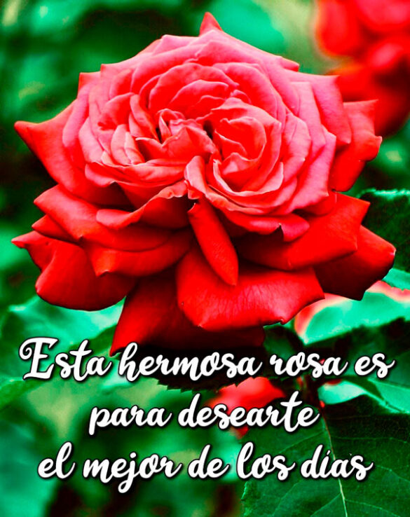 ESTA HERMOSA ROSA ES PARA DESEARTE EL MEJOR DE LOS DÍAS