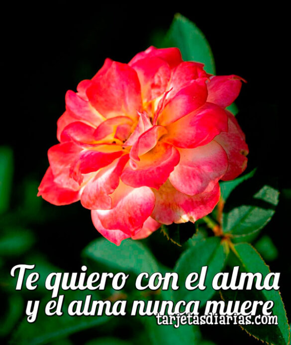 TE QUIERO CON EL ALMA Y EL ALMA NUNCA MUERE