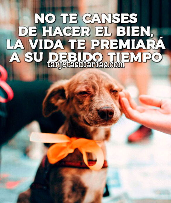 NO TE CANSES DE HACER EL BIEN, LA VIDA TE PREMIARÁ A SU DEBIDO TIEMPO