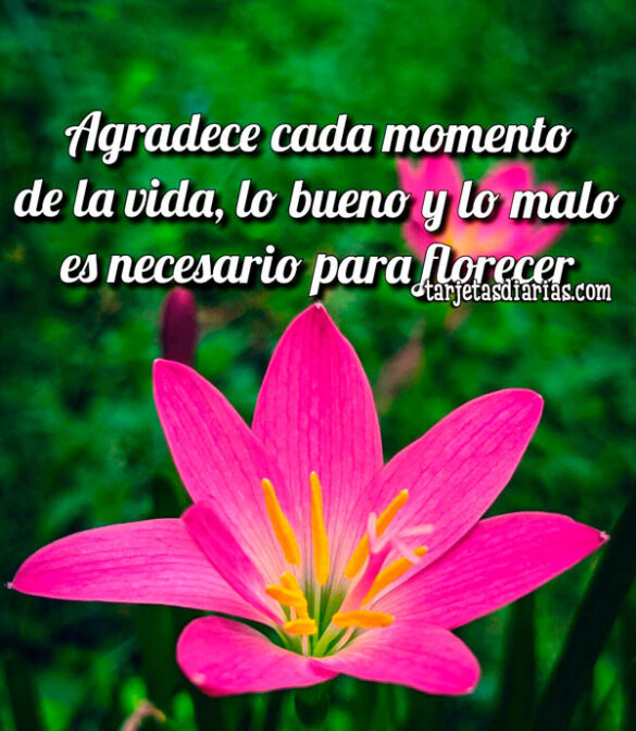 AGRADECE CADA MOMENTO DE LA VIDA, LO BUENO Y LO MALO ES NECESARIO PARA FLORECER