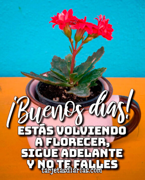 ESTÁS VOLVIENDO A FLORECER, SIGUE ADELANTE Y NO TE FALLES