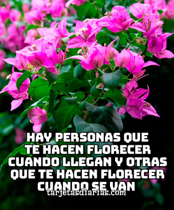 HAY PERSONAS QUE TE HACEN FLORECER CUANDO LLEGAN Y OTRAS QUE TE HACEN FLORECER CUANDO SE VAN