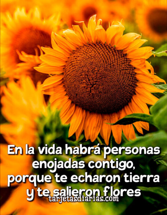 EN LA VIDA HABRÁ PERSONAS ENOJADAS CONTIGO, PORQUE TE ECHARON TIERRA Y TE SALIERON FLORES