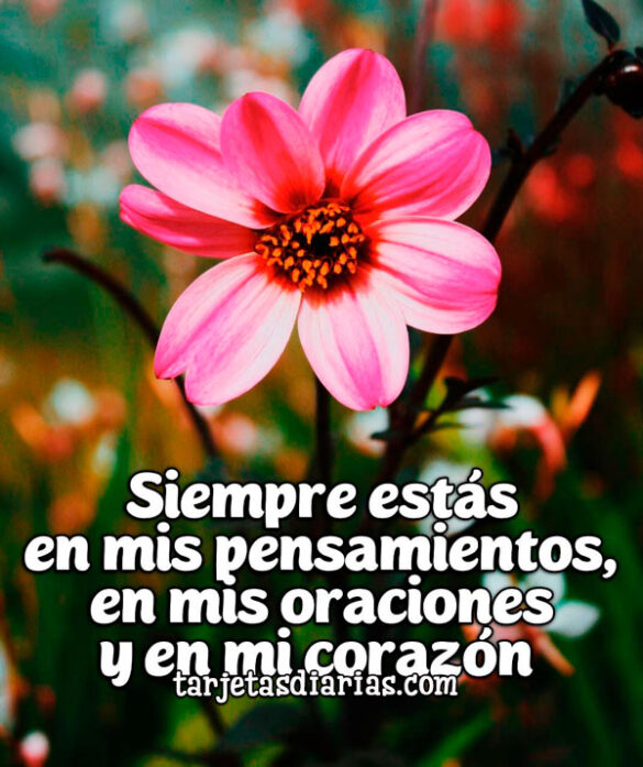 SIEMPRE ESTÁS EN MIS PENSAMIENTOS, EN MIS ORACIONES Y EN MI CORAZÓN