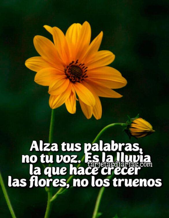 ALZA-TUS-PALABRAS-NO-TU-VOZ-ES-LA-LLUVIA-LA-QUE-HACE-CRECER-LAS-FLORES-NO-LOS-TRUENOS ALZA TUS PALABRAS, NO TU VOZ. ES LA LLUVIA LA QUE HACE CRECER LAS FLORES, NO LOS TRUENOS