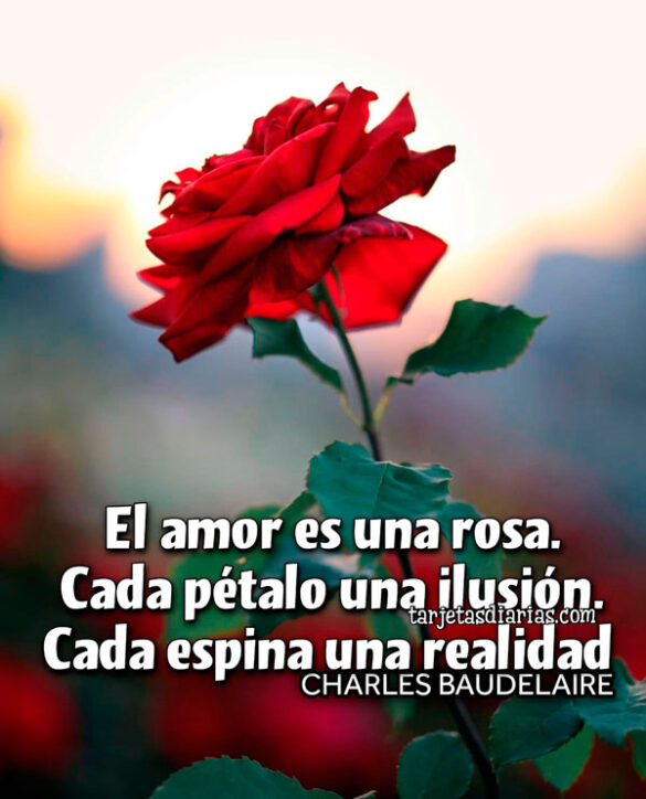 EL AMOR ES UNA ROSA. CADA PÉTALO UNA ILUSIÓN. CADA ESPINA UNA REALIDAD