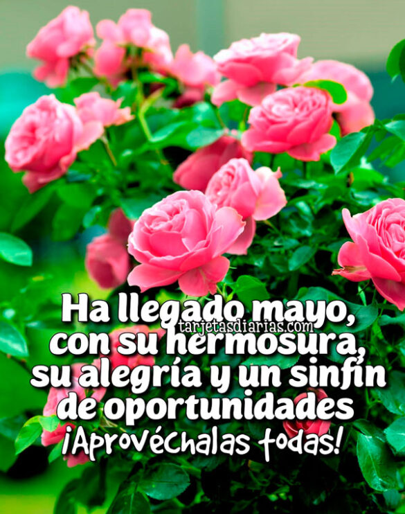 HA LLEGADO MAYO, CON SU HERMOSURA, SU ALEGRÍA Y UN SINFÍN DE OPORTUNIDADES