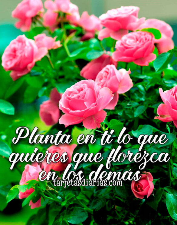 PLANTA EN TI LO QUE QUIERES QUE FLOREZCA EN LOS DEMÁS