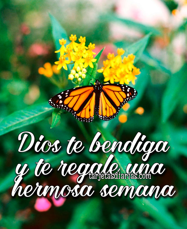 DIOS TE BENDIGA Y TE REGALE UNA HERMOSA SEMANA - Tarjetas Diarias