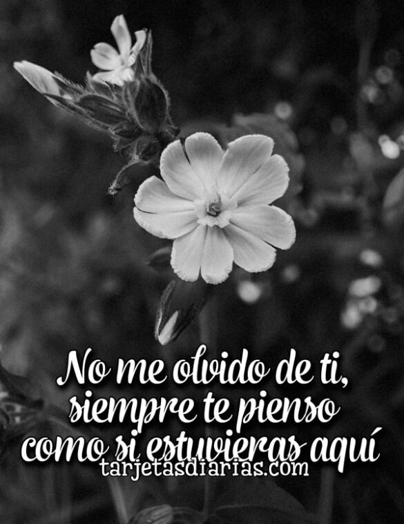 NO ME OLVIDO DE TI, SIEMPRE TE PIENSO COMO SI ESTUVIERAS AQUÍ