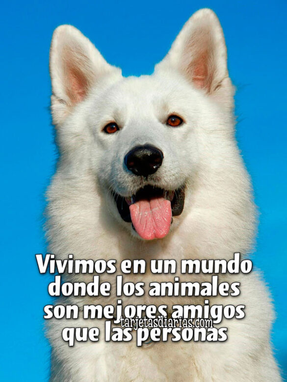 VIVIMOS EN UN MUNDO DONDE LOS ANIMALES SON MEJORES AMIGOS QUE LAS PERSONAS