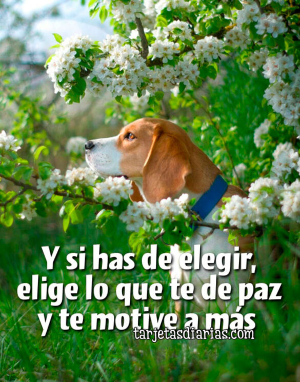 Y SI HAS DE ELEGIR, ELIGE LO QUE TE DE PAZ Y TE MOTIVE A MÁS