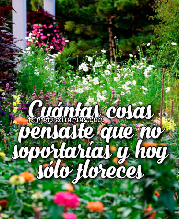 CUÁNTAS COSAS PENSASTE QUE NO SOPORTARÍAS Y HOY SÓLO FLORECES