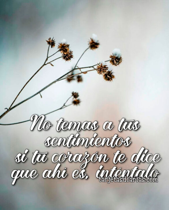 NO TEMAS A TUS SENTIMIENTOS SI TU CORAZÓN TE DICE QUE AHÍ ES, INTÉNTALO