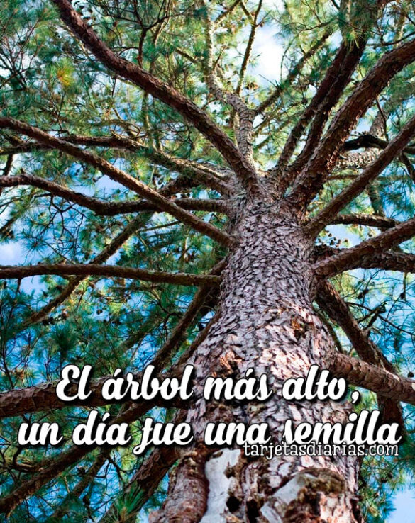 EL ÁRBOL MÁS ALTO, UN DÍA FUE UNA SEMILLA
