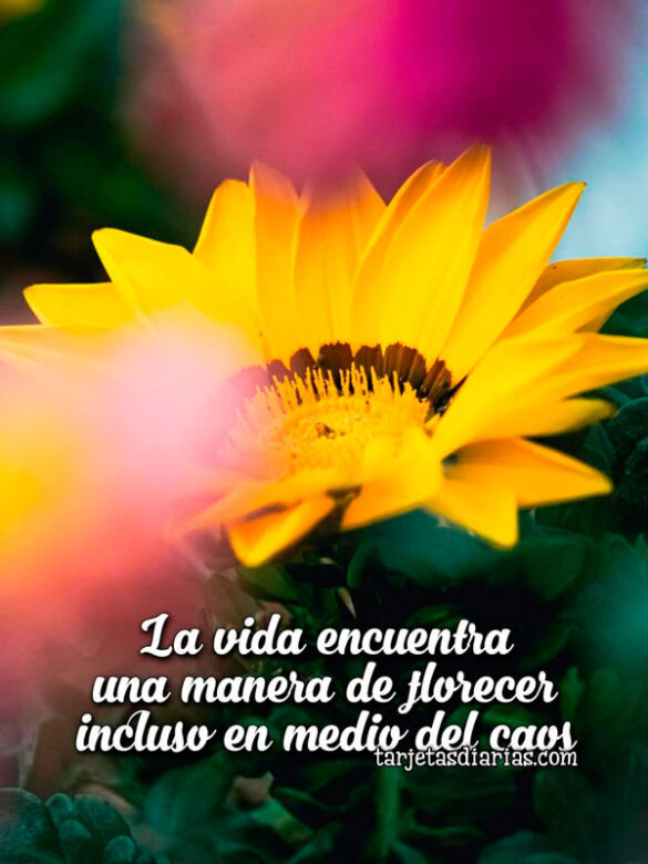 LA-VIDA-ENCUENTRA-UNA-MANERA-DE-FLORECER-INCLUSO-EN-MEDIO-DEL-CAOS LA VIDA ENCUENTRA UNA MANERA DE FLORECER INCLUSO EN MEDIO DEL CAOS