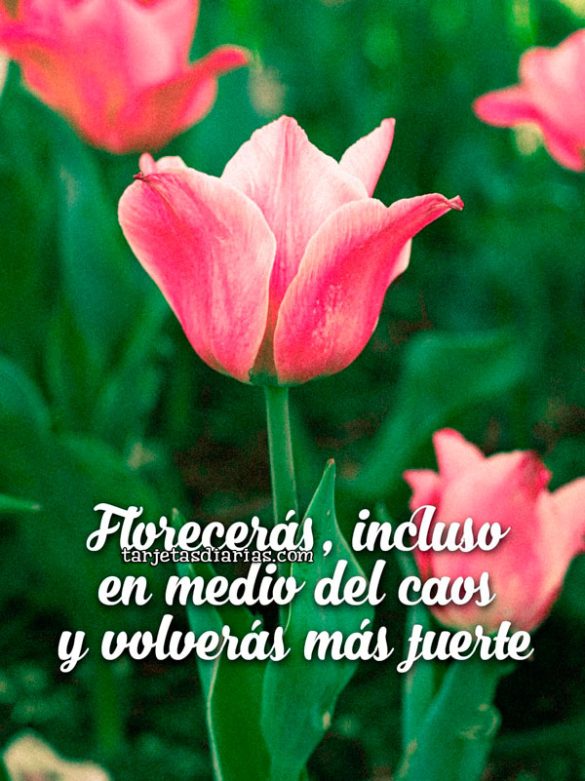 FLORECERÁS, INCLUSO EN MEDIO DEL CAOS Y VOLVERÁS MÁS FUERTE