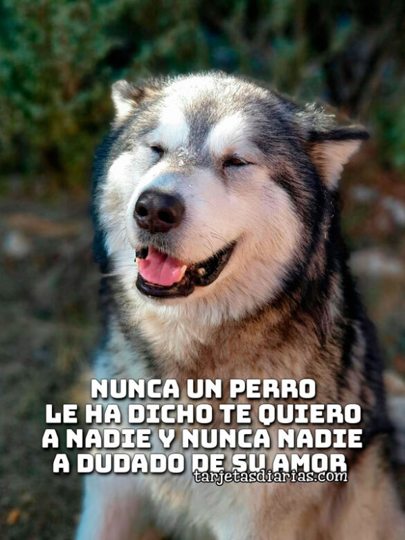 NUNCA UN PERRO LE HA DICHO TE QUIERO A NADIE Y NUNCA NADIE A DUDADO DE SU AMOR