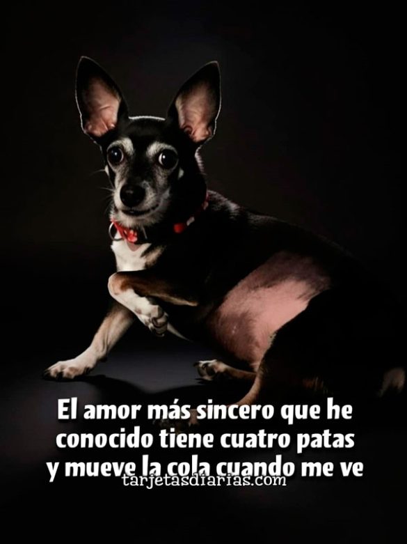 EL AMOR MÁS SINCERO QUE HE CONOCIDO TIENE CUATRO PATAS Y MUEVE LA COLA CUANDO ME VE