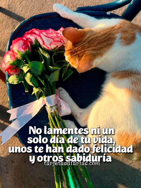 NO LAMENTES NI UN SOLO DÍA DE TU VIDA, UNOS TE HAN DADO FELICIDAD Y OTROS SABIDURÍA