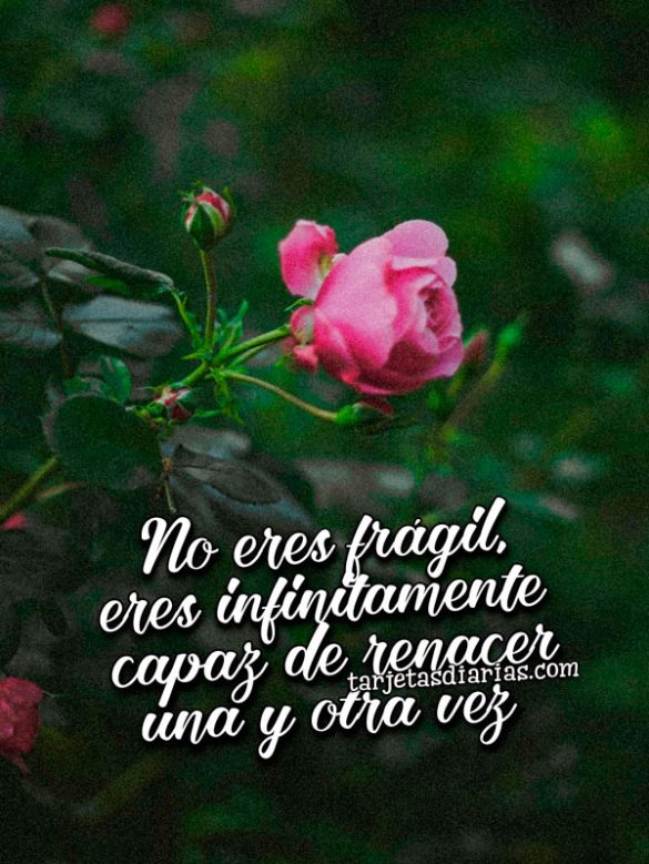 NO ERES FRÁGIL, ERES INFINITAMENTE CAPAZ DE RENACER UNA Y OTRA VEZ
