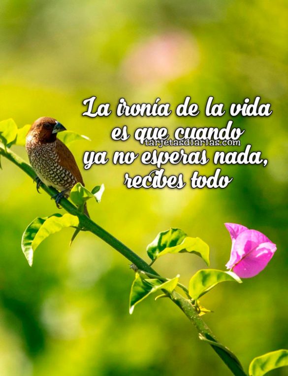LA IRONÍA DE LA VIDA ES QUE CUANDO YA NO ESPERAS NADA, RECIBES TODO
