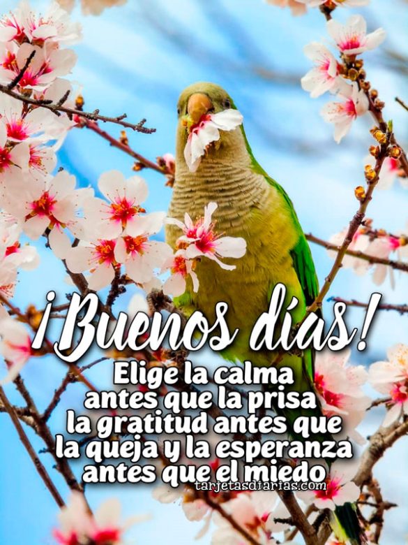 ¡BUENOS DÍAS! ELIGE LA CALMA ANTES QUE LA PRISA, LA GRATITUD ANTES QUE LA QUEJA Y LA ESPERANZA ANTES QUE EL MIEDO