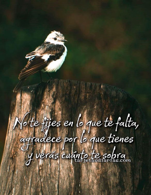 NO TE FIJES EN LO QUE TE FALTA, AGRADECE LO QUE TIENES Y VERÁS CUÁNTO TE SOBRA