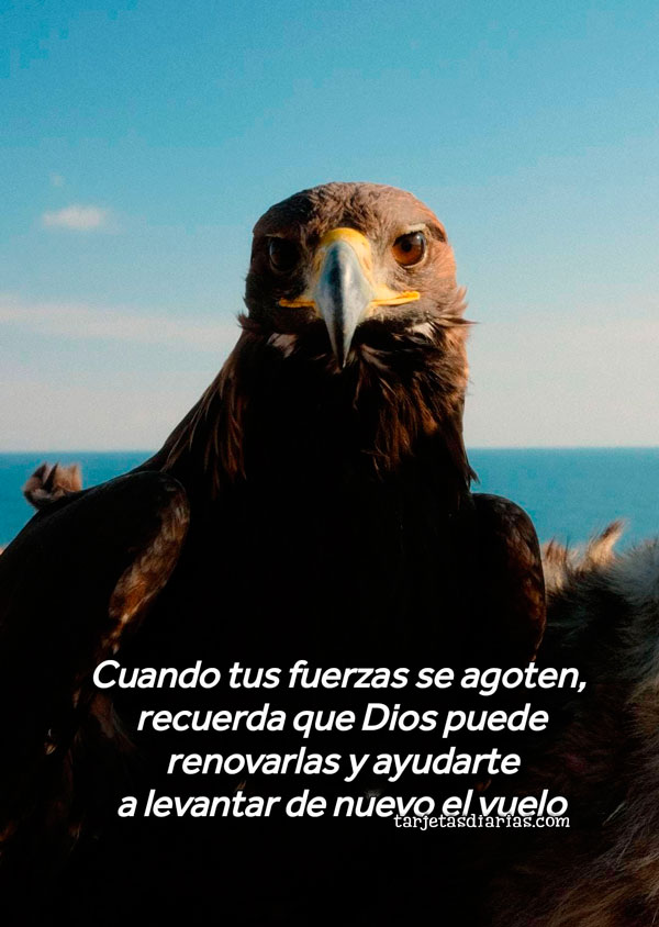 CUANDO TUS FUERZAS SE AGOTEN, RECUERDA QUE DIOS PUEDE RENOVARLAS Y AYUDARTE A LEVANTAR DE NUEVO EL VUELO