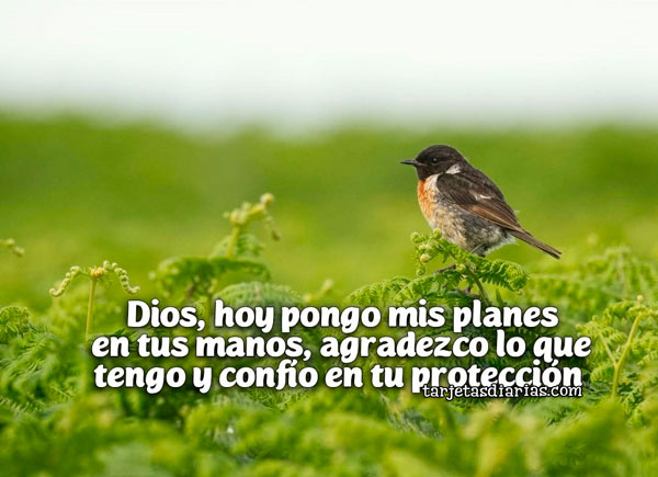 DIOS, HOY PONGO MIS PLANES EN TUS MANOS, AGRADEZCO LO QUE TENGO Y CONFÍO EN TU PROTECCIÓN