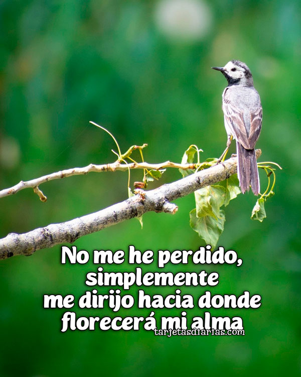 NO ME HE PERDIDO, SIMPLEMENTE ME DIRIJO HACIA DONDE FLORECERÁ MI ALMA