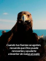 CUANDO TUS FUERZAS SE AGOTEN, RECUERDA QUE DIOS PUEDE RENOVARLAS Y AYUDARTE A LEVANTAR DE NUEVO EL VUELO